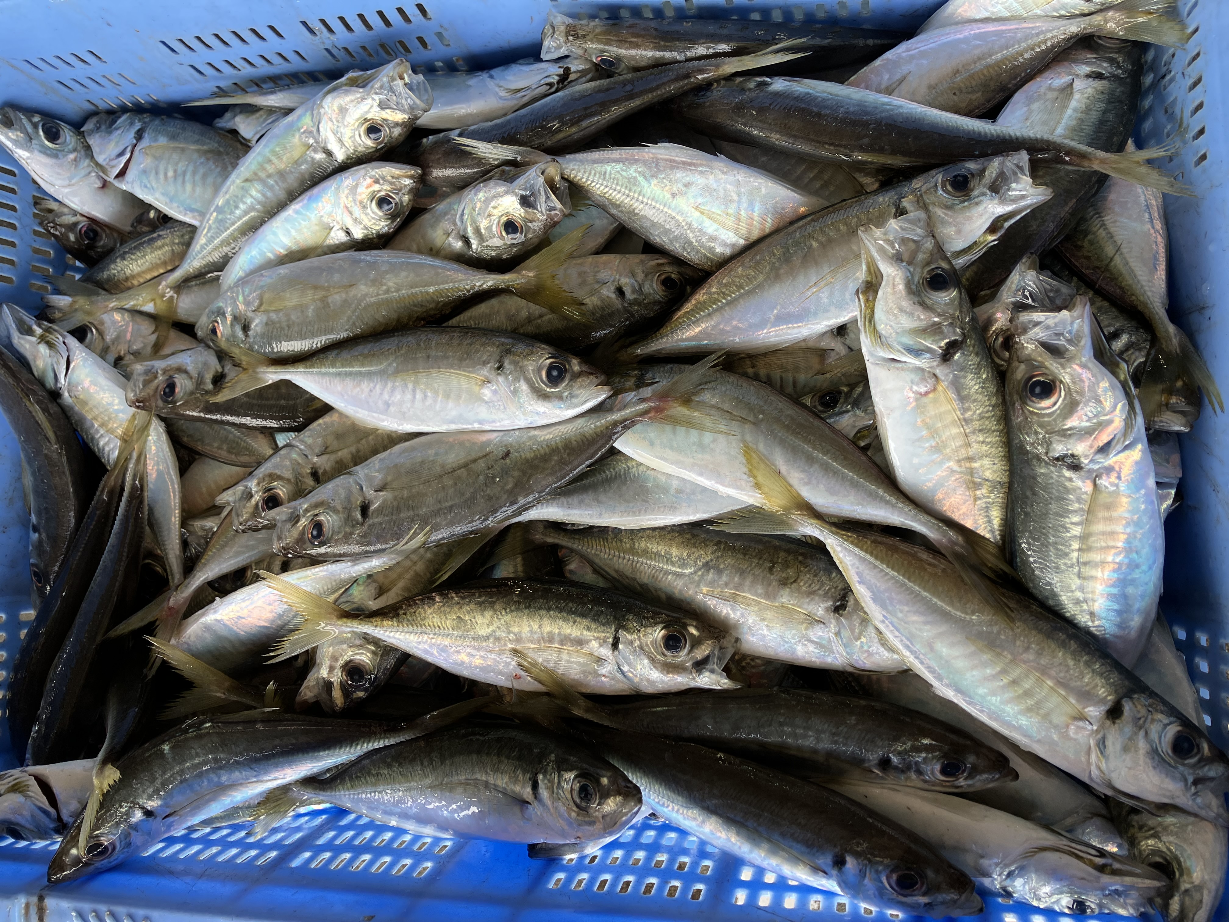 魚の画像