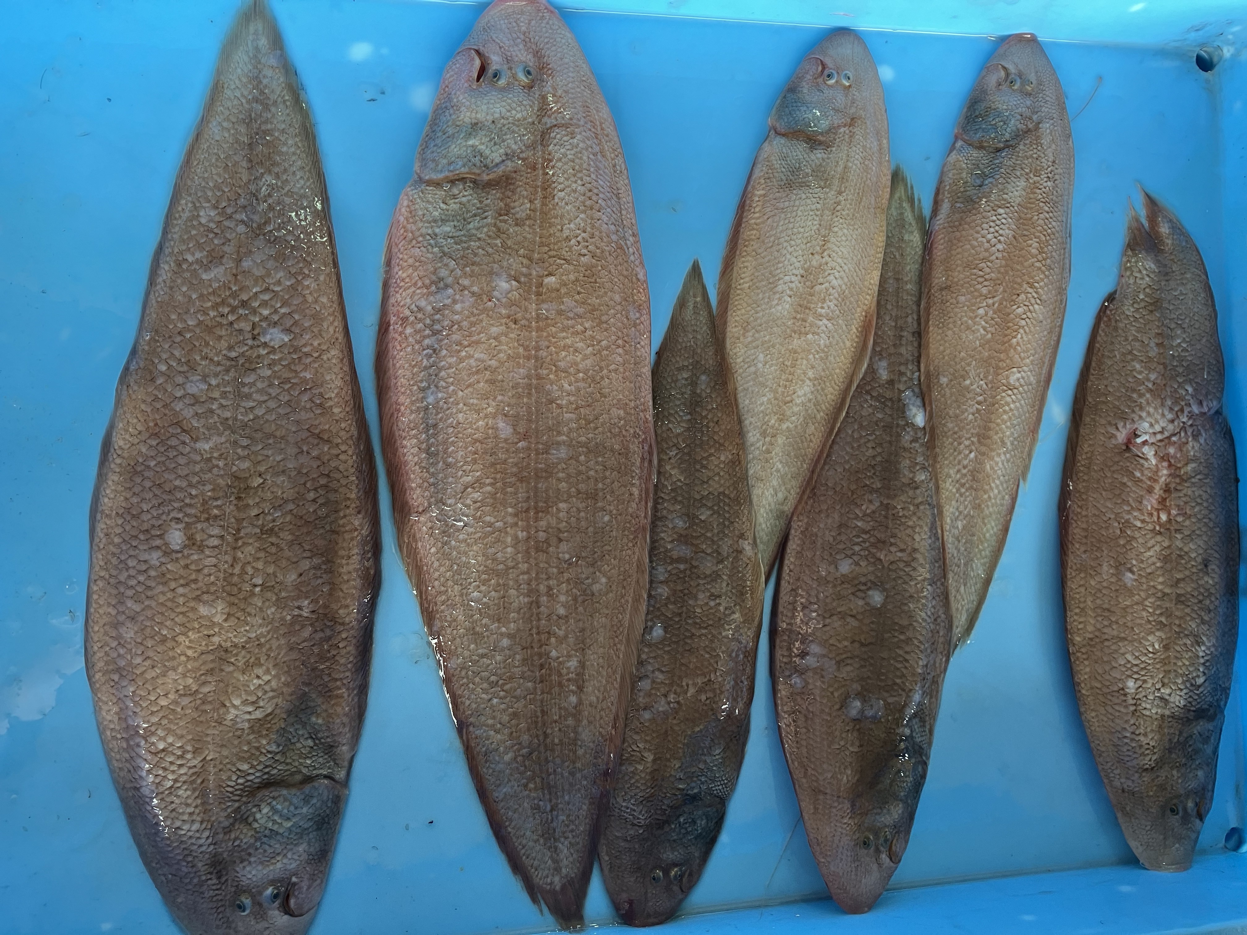 魚の画像