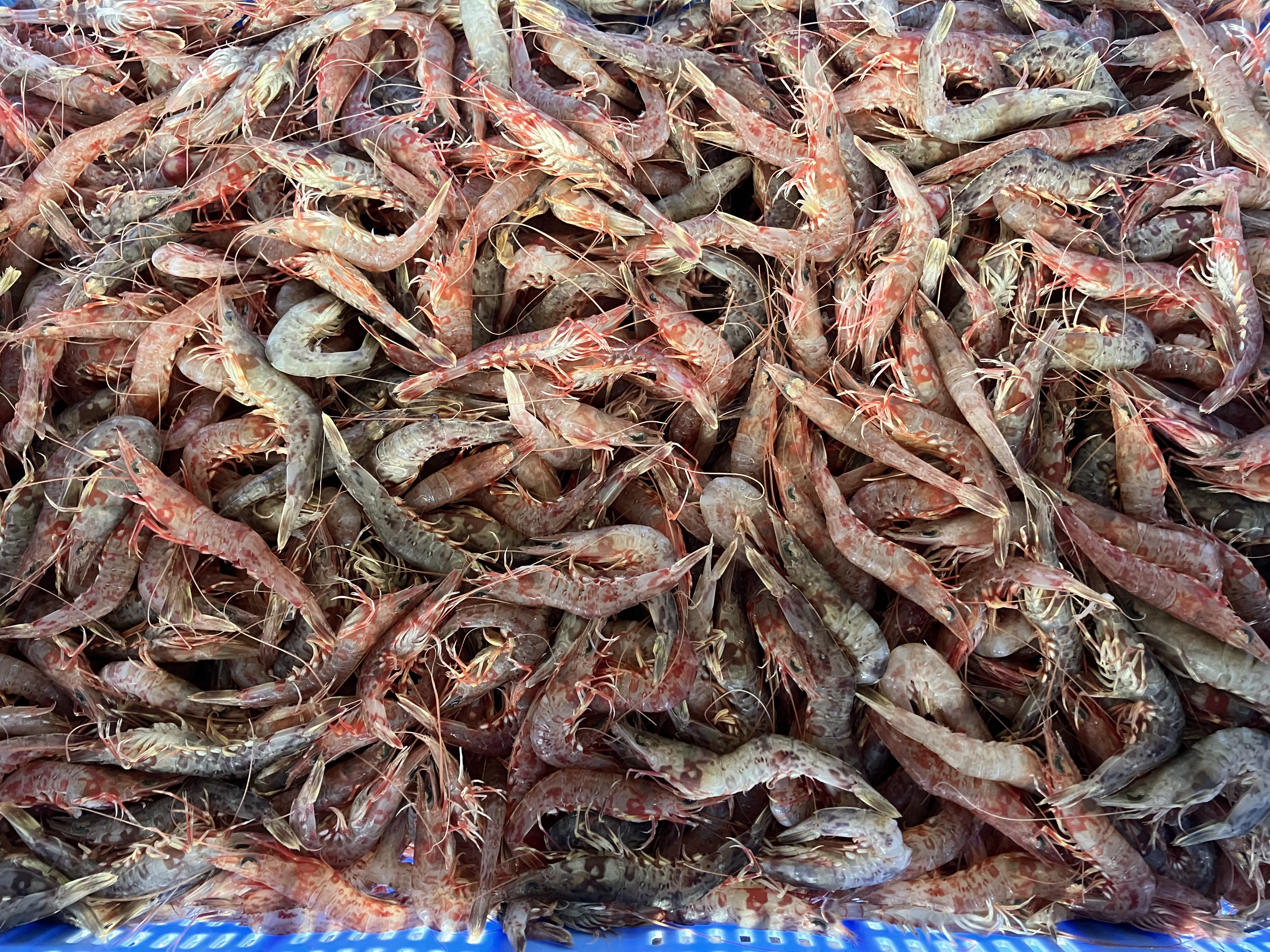魚の画像