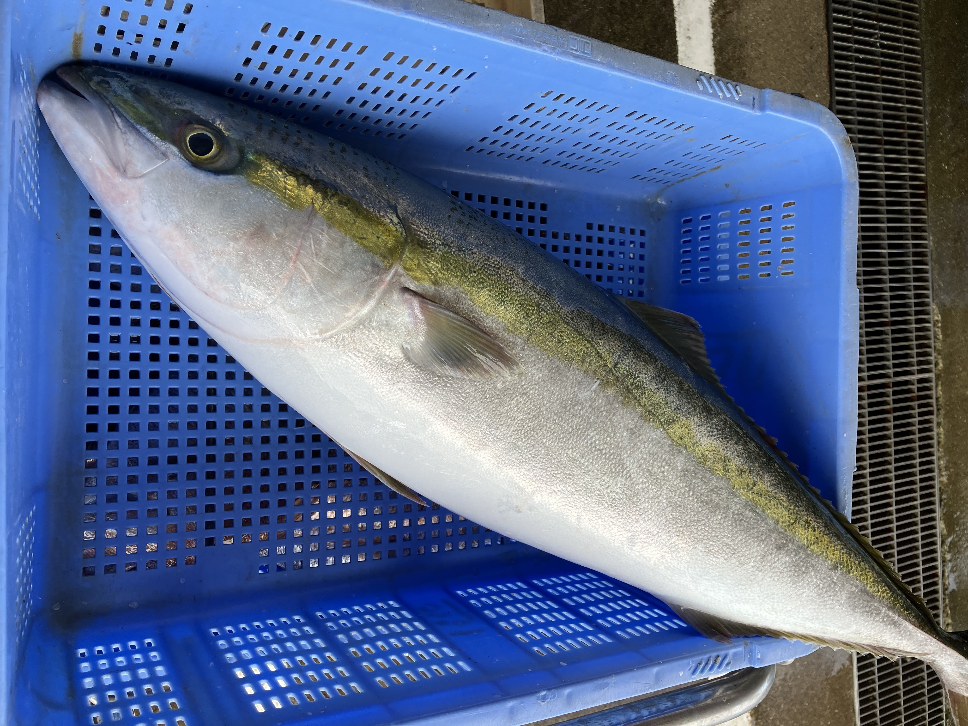 魚の画像