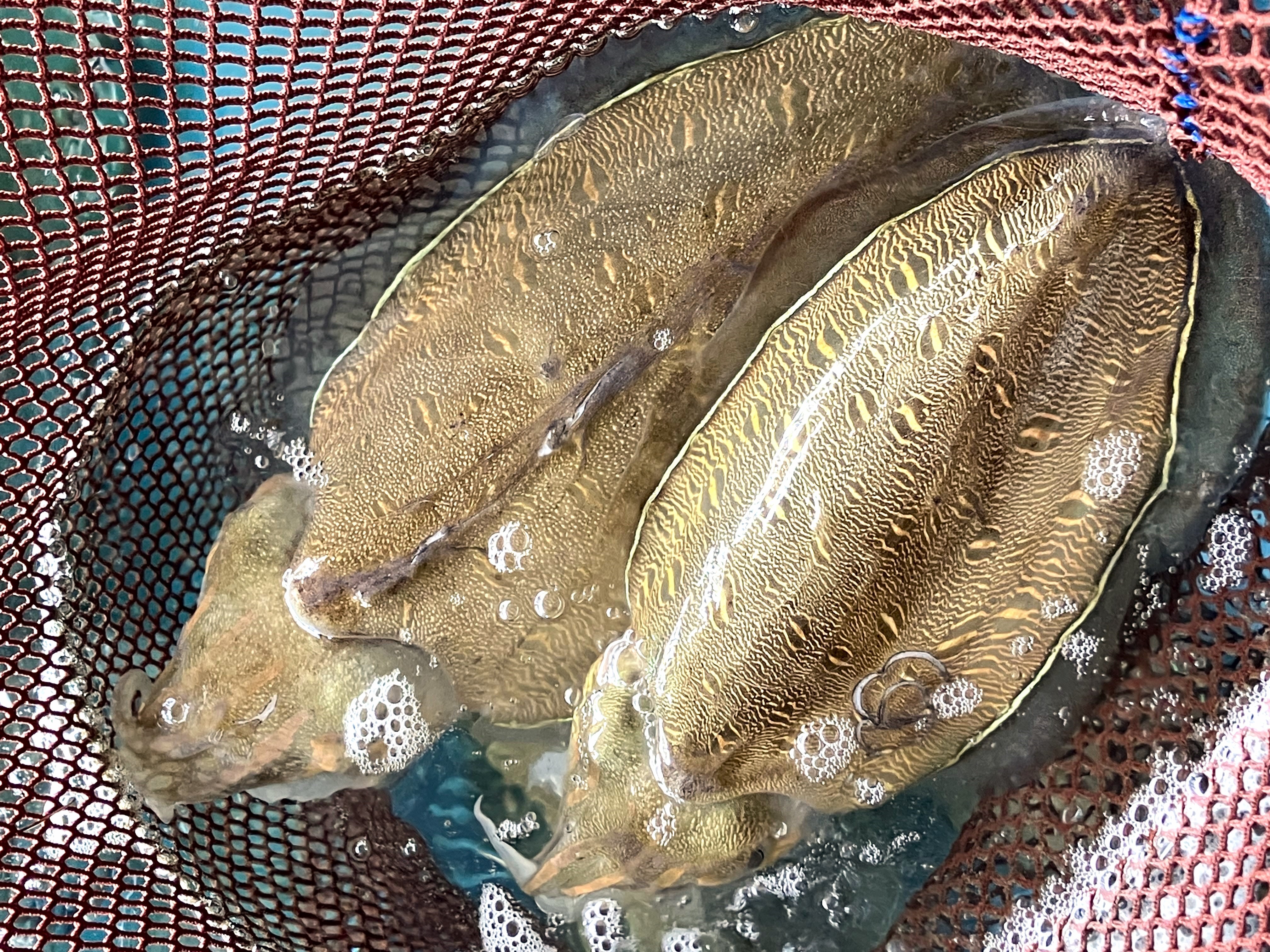 魚の画像