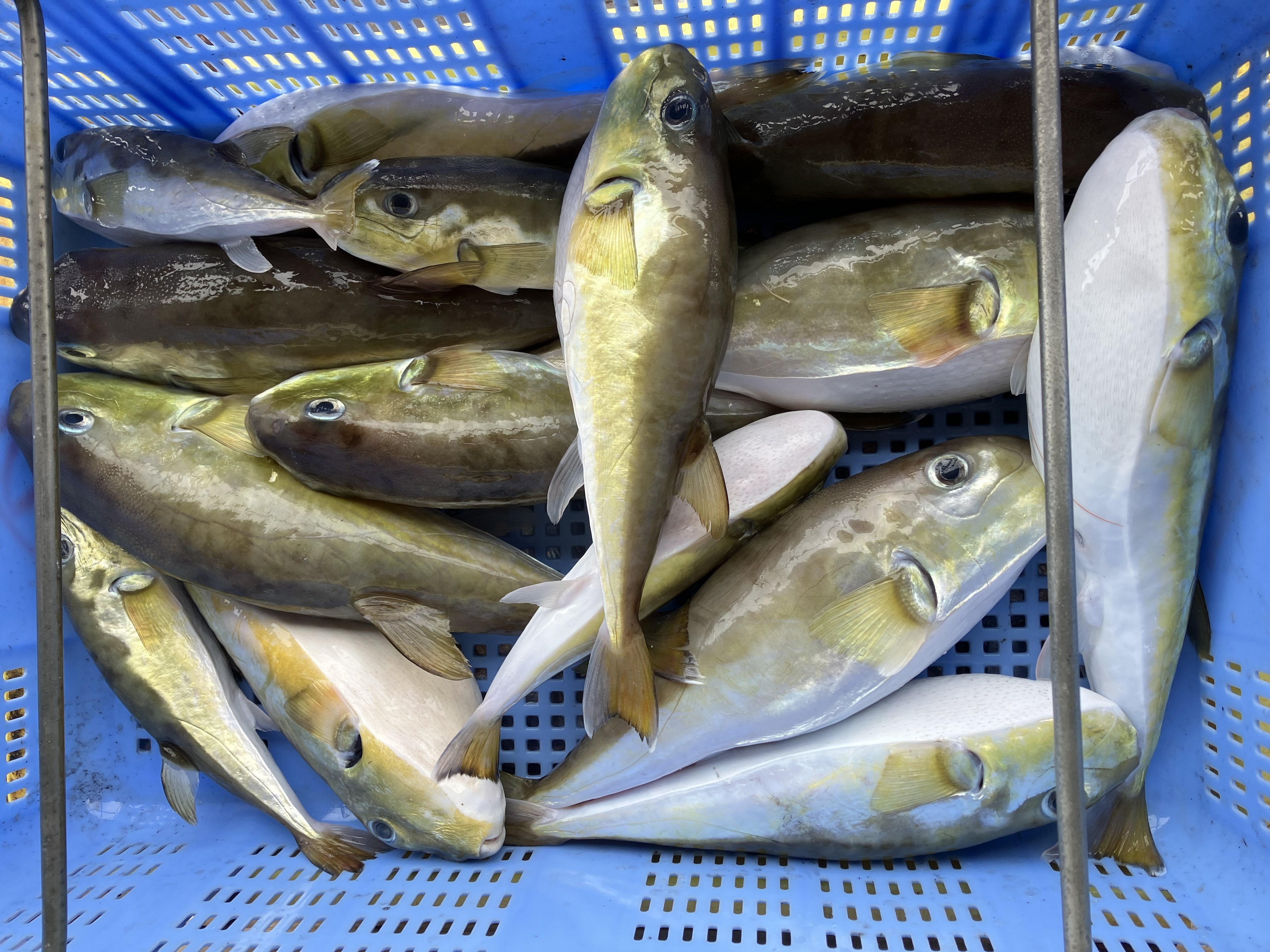 魚の画像