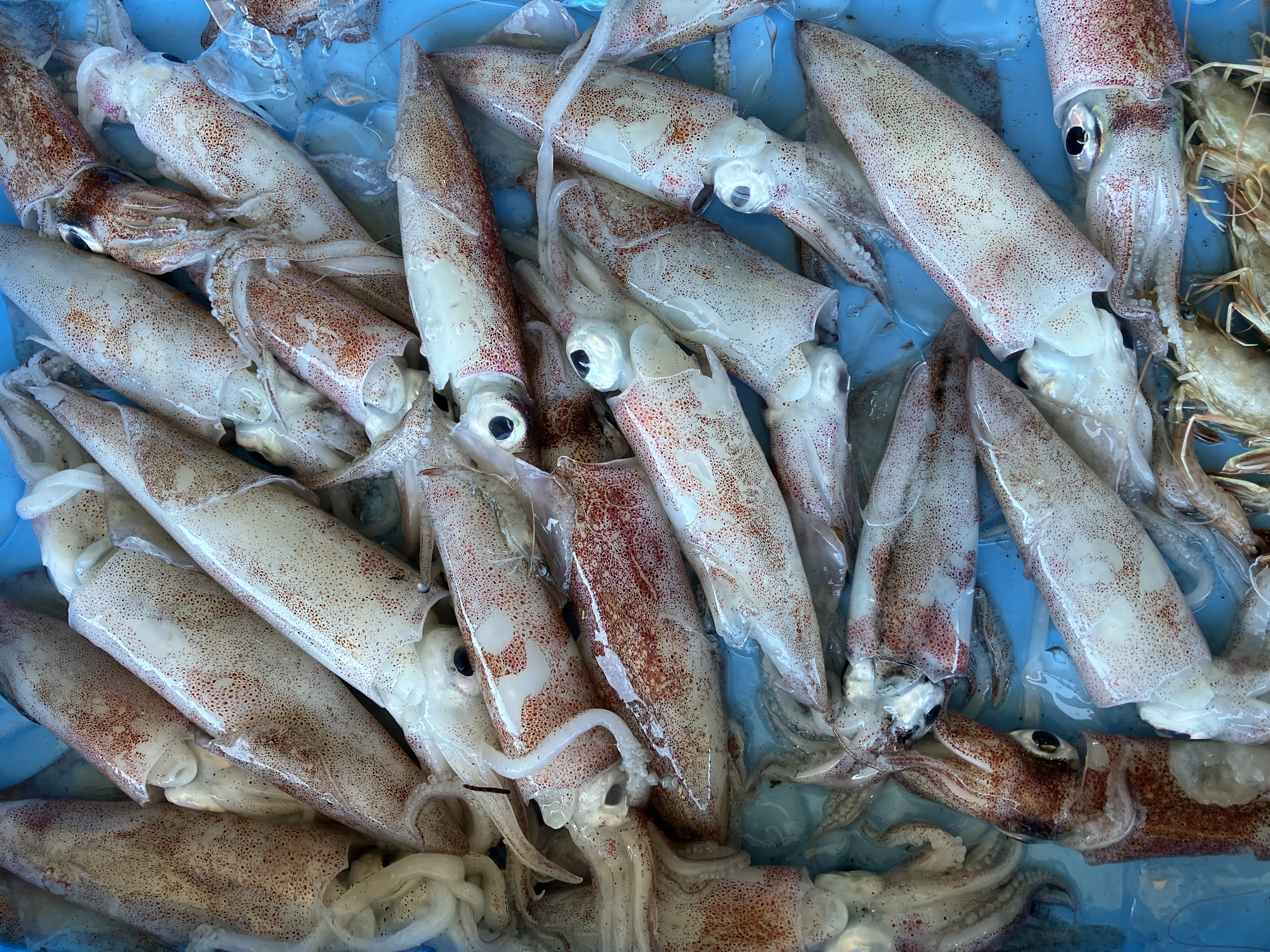 魚の画像