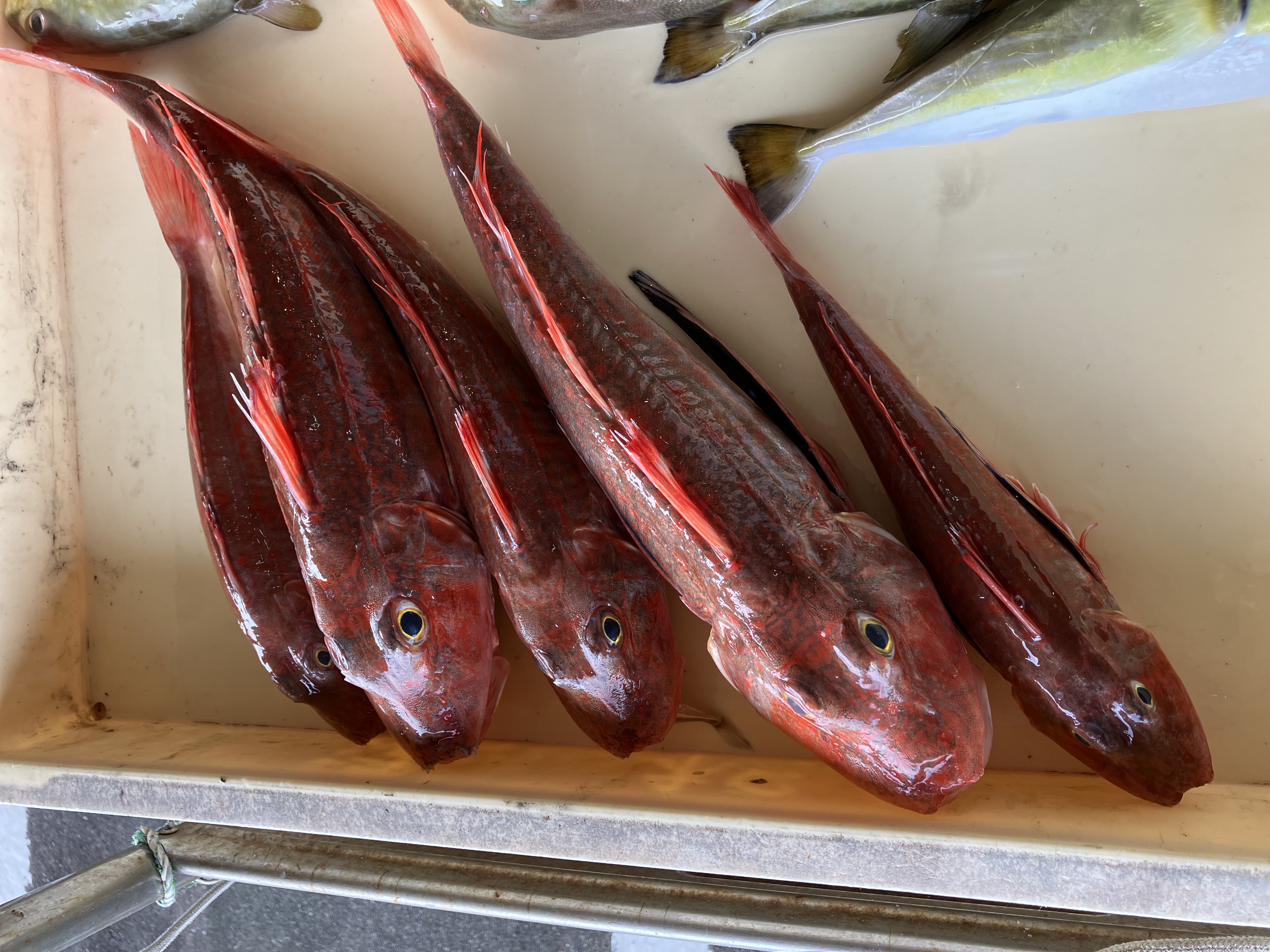 魚の画像