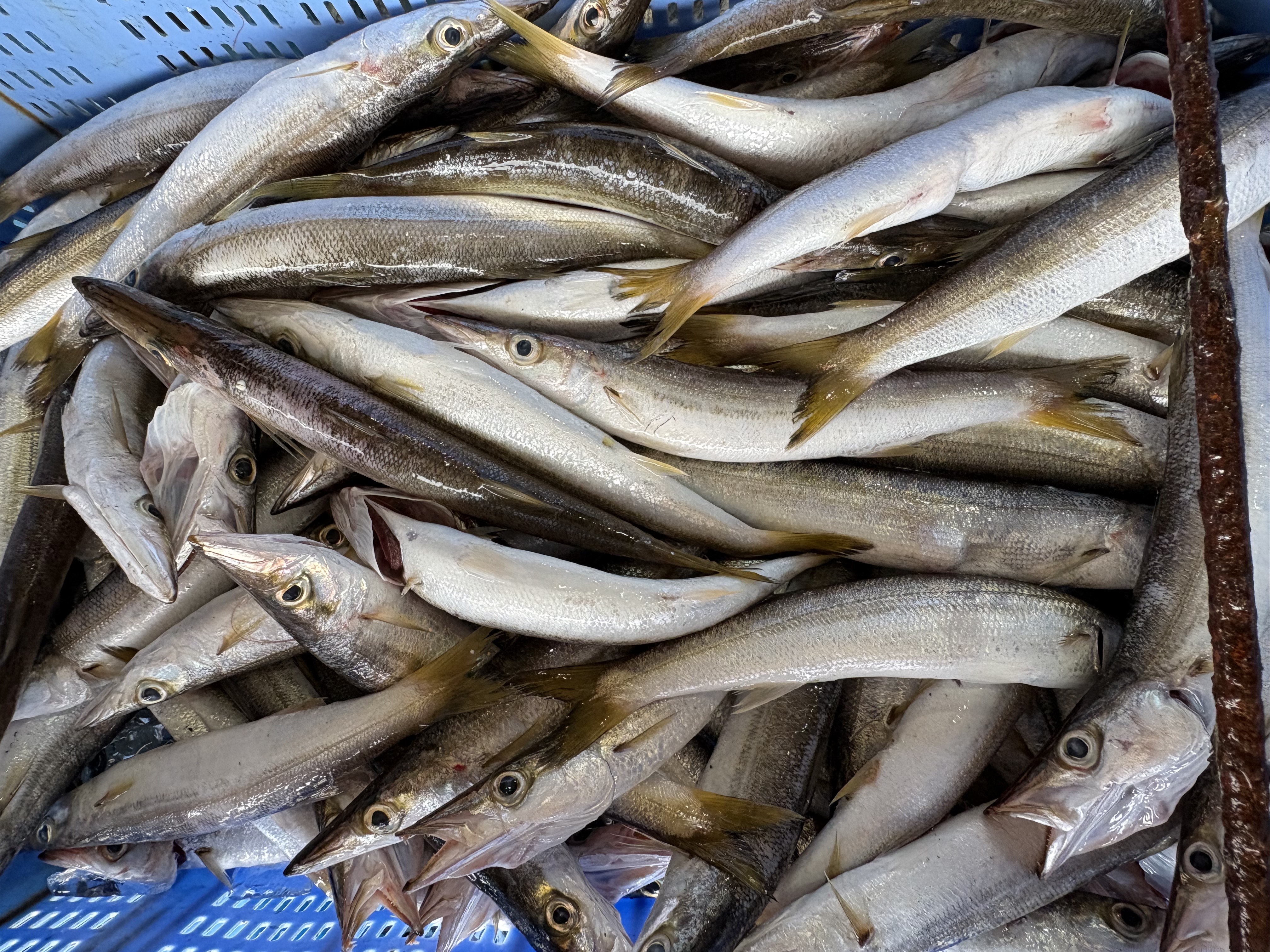 魚の画像