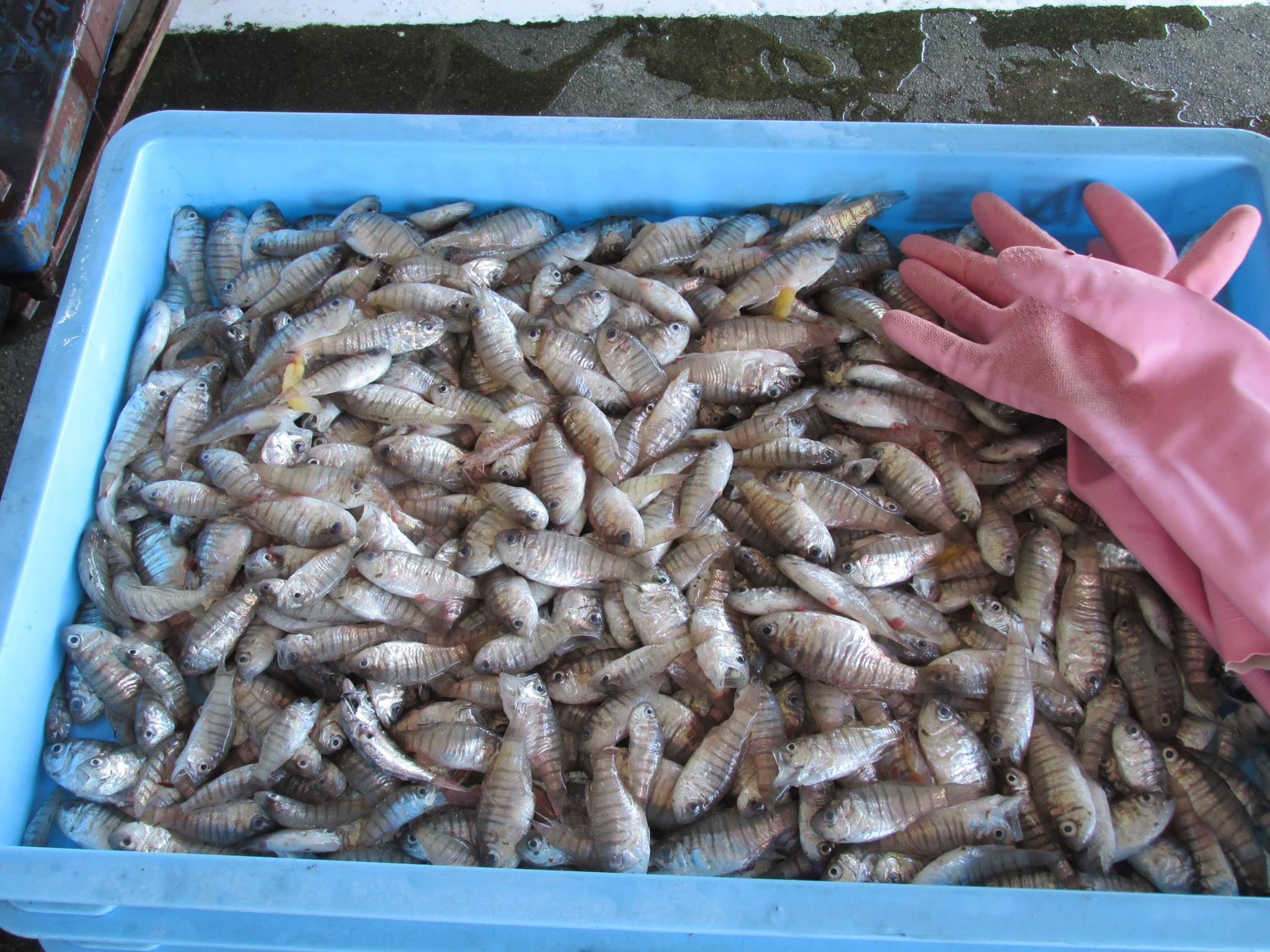 魚の画像
