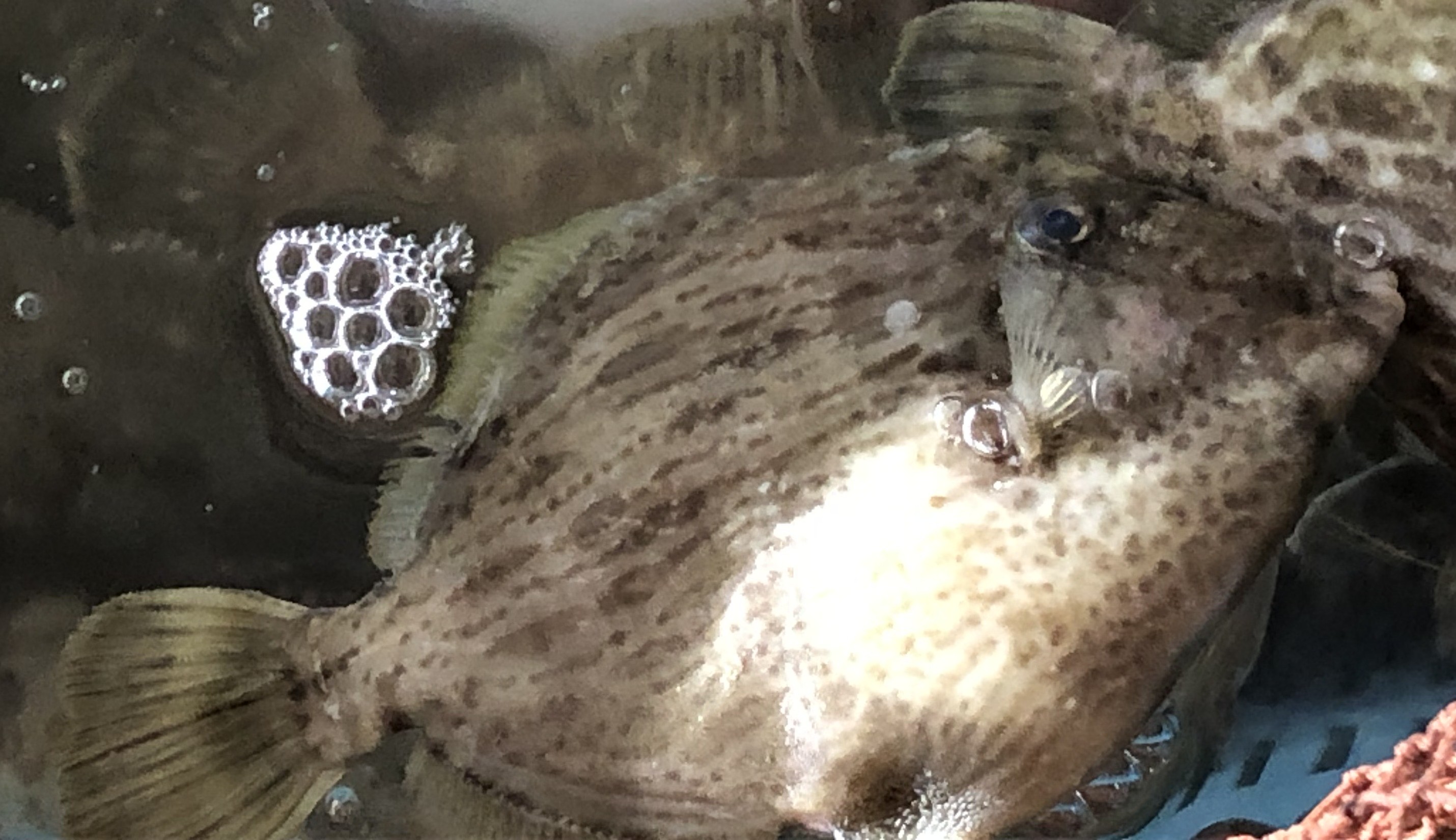 魚の画像