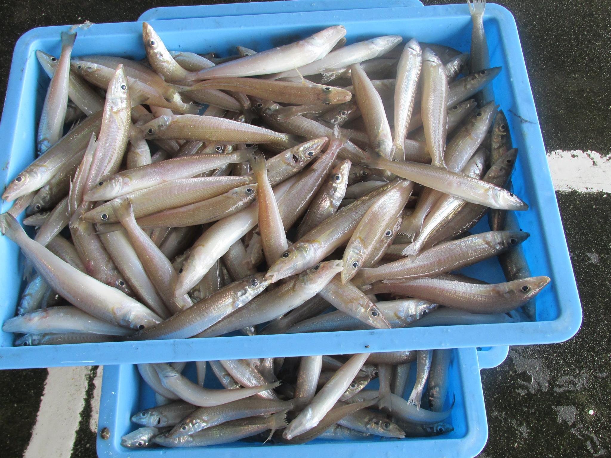 魚の画像