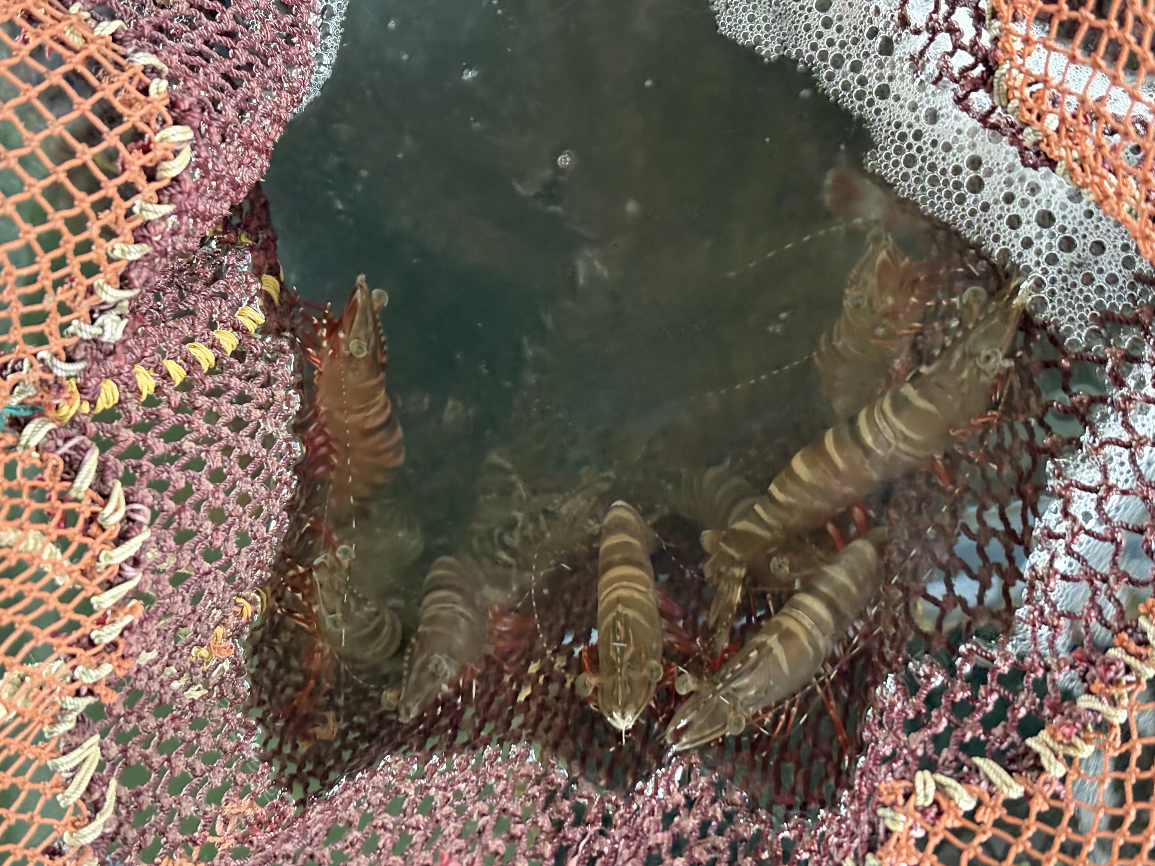 魚の画像