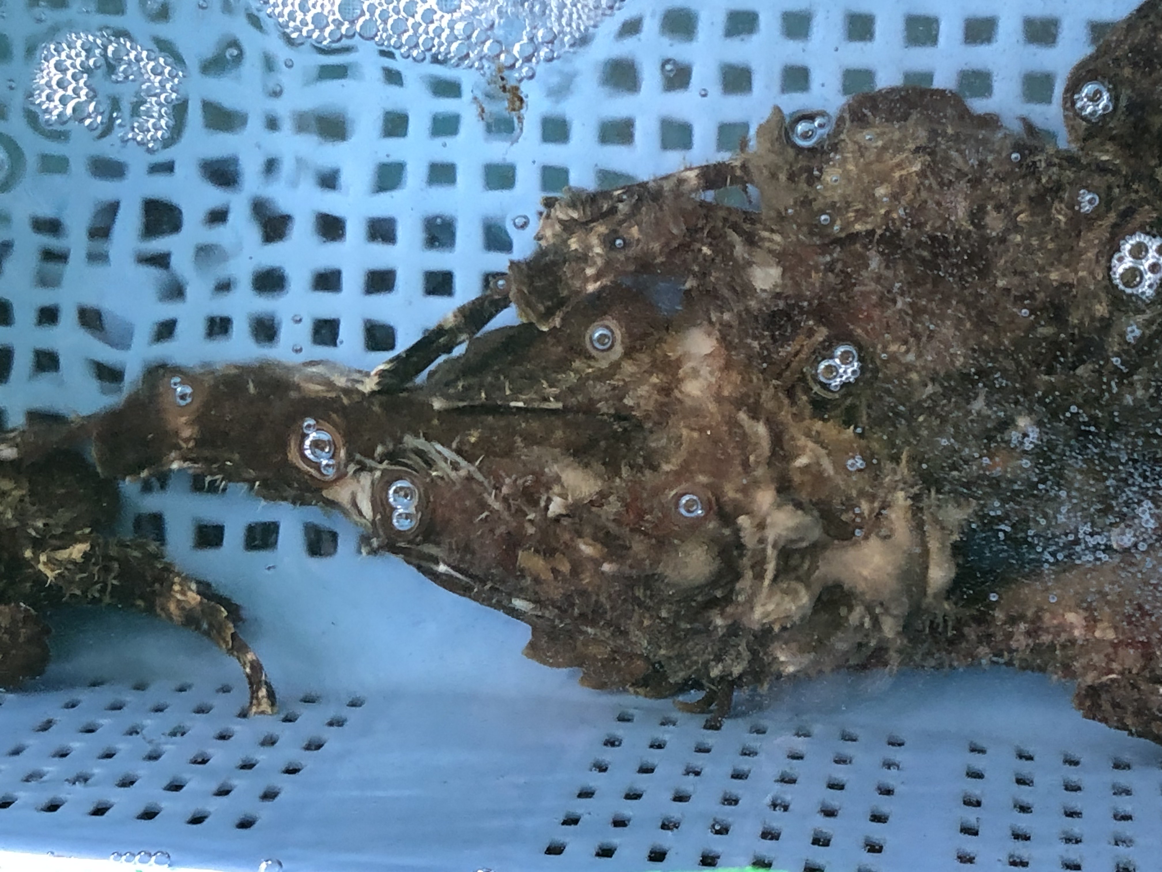 魚の画像