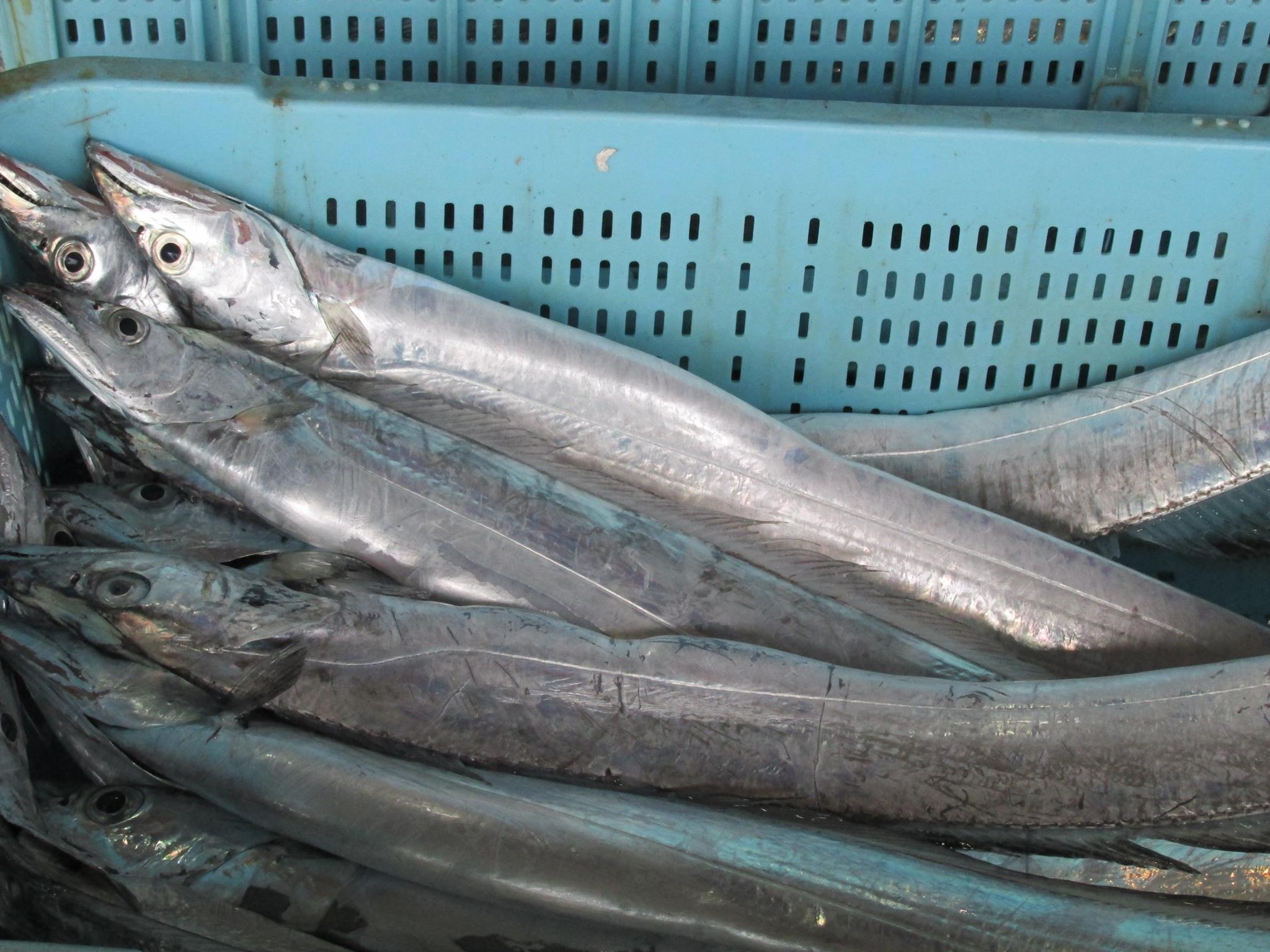 魚の画像