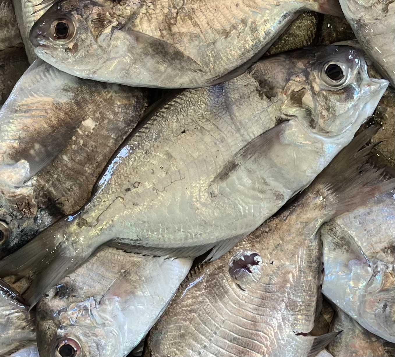 魚の画像
